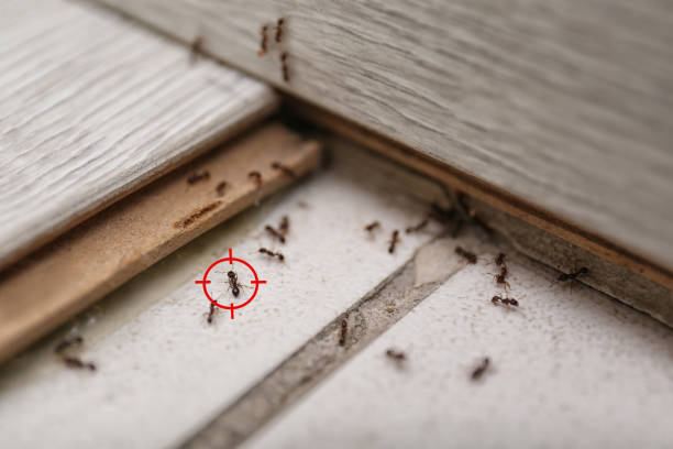 Best Local Pest Control Services  in Seminole, TX