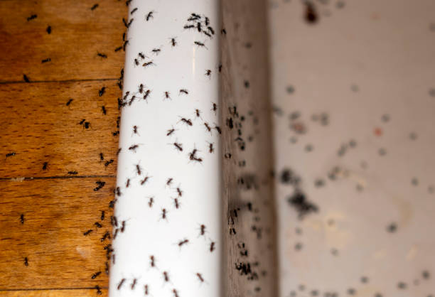 Pest Control for Restaurants in Seminole, TX