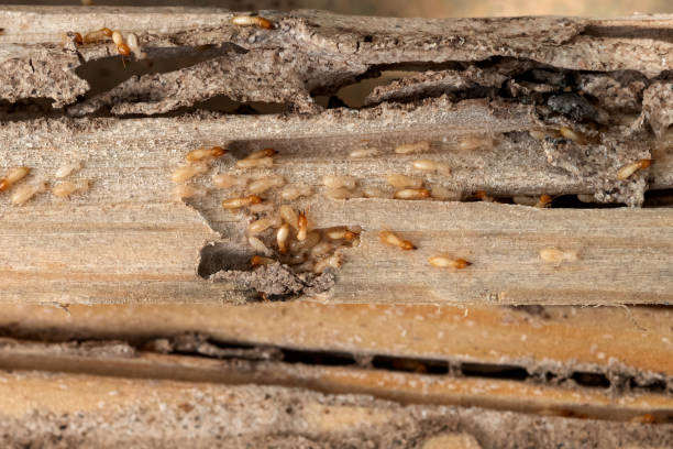 Best Pest Removal Services  in Seminole, TX