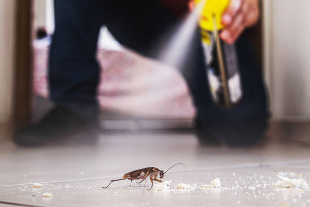 Best Cockroach Control Services  in Seminole, TX