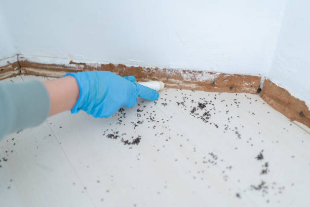 Best Commercial Pest Control Services  in Seminole, TX