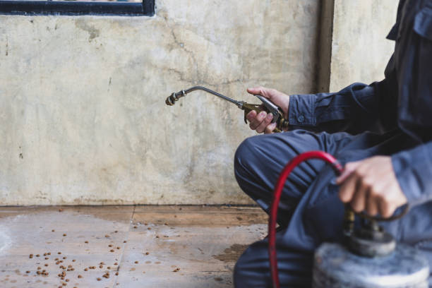 Best Local Pest Control Services  in Seminole, TX